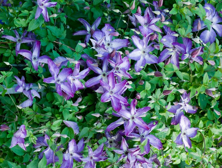 Venosa Violacea Clematis : 2 Gallon