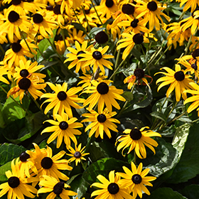 Showy Black Eyed Susan : 1 Gallon
