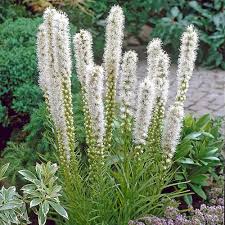 Floristan White Liatris : 1 Gallon
