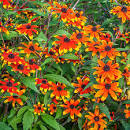 Prairie Glow Black Eye Susan : 1 Gallon