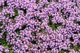 Elfin Creeping Thyme : 1 Gallon