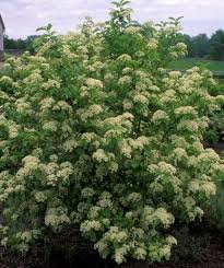 Ironclad Viburnum : 7 Foot