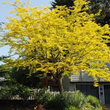 Northern Acclaim Honeylocust : 1.5 Inch