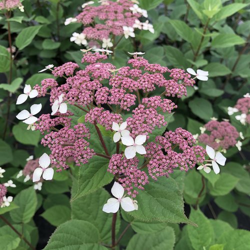 Invincibelle Lace Hydrangea ® PW : 3 Gallon