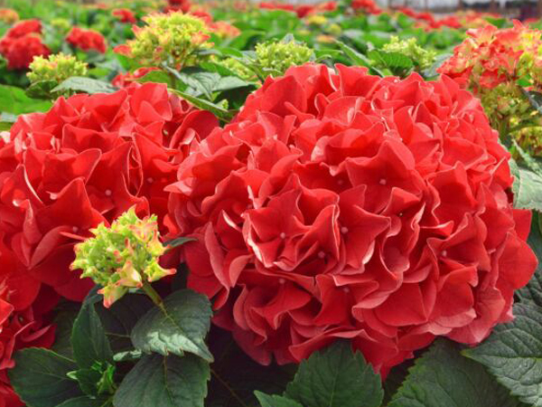 Grateful Red Hydrangea : 5 Gallon