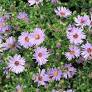 Wood's Light Blue Aster : 1 Gallon