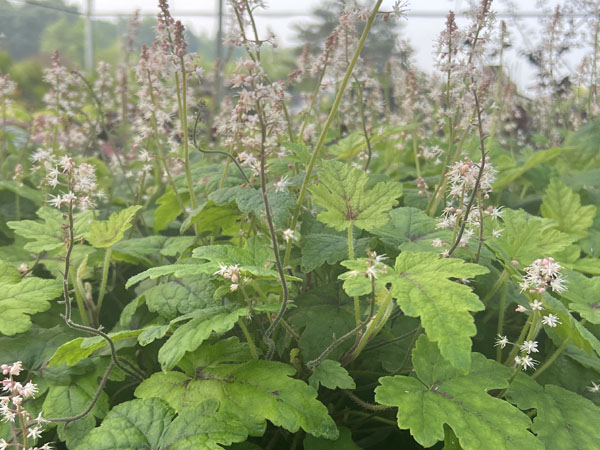 Elizabeth Oliver' Foamflower : 1 Gallon