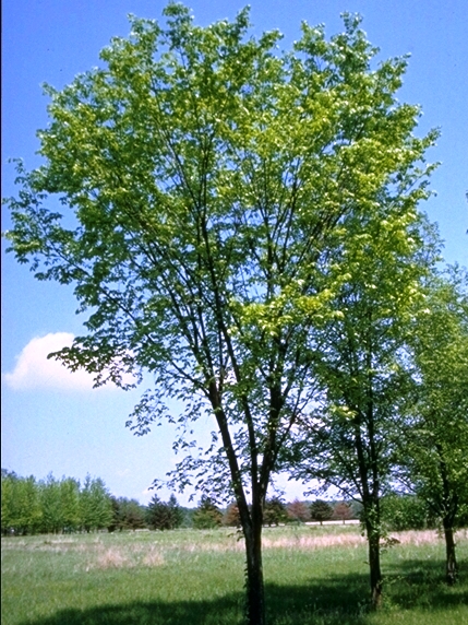 Valley Forge Elm : 5 Inch