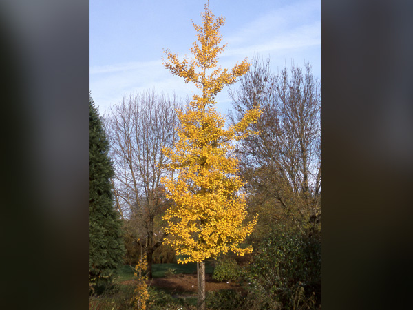 Princeton Sentry Ginkgo : 2 Inch