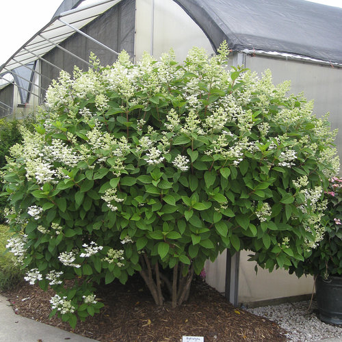 Quick Fire ® Hydrangea : 5 Gallon