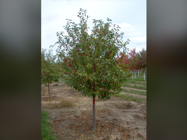 Red Jewel Crabapple MS : 10 Foot