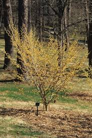 Sandra Witchhazel : 4 Foot