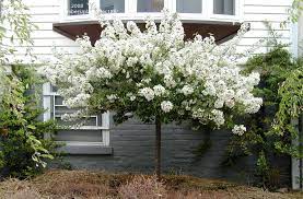 Sargent Tina Crabapple : 4 Inch