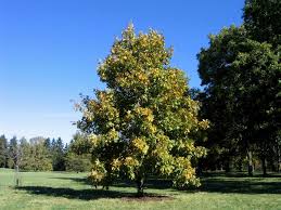 Shagbark Hickory : 1.75 Inch