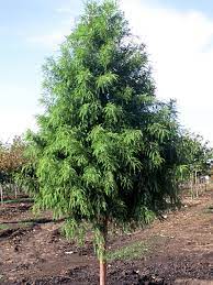 Shawnee Brave Bald Cypress : 2 Inch