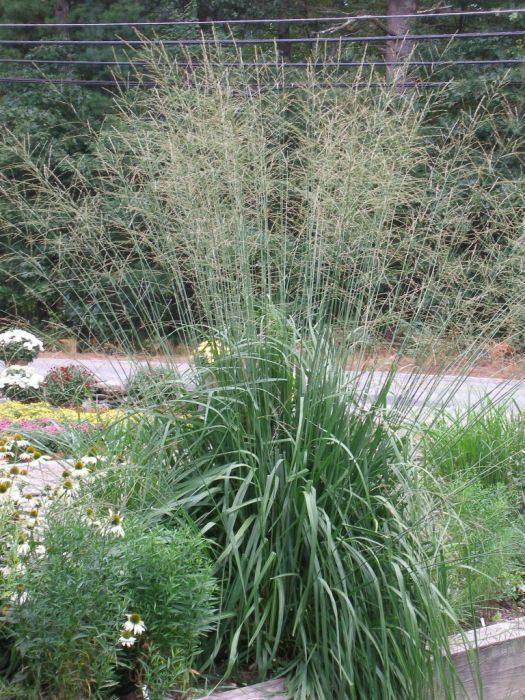 Skyracer Tall Moor Grass : 3 Gallon