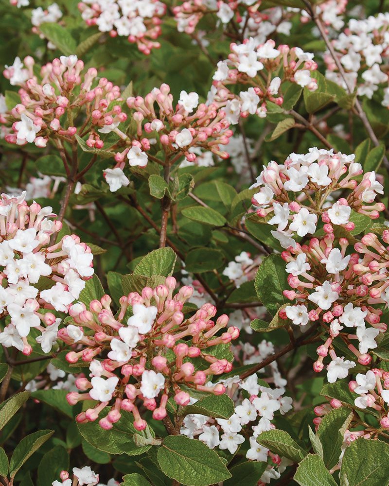 Spice Island Viburnum ® : 30 Inch