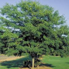 Street Keeper Honeylocust : 1.75 Inch