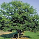 Street Keeper Honeylocust : 2.5 Inch