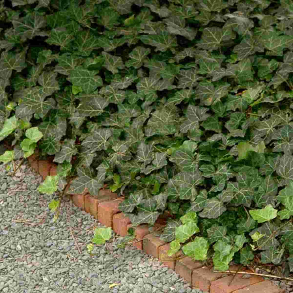 Thorndale English Ivy : Cell