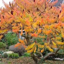 Tiger Eyes Staghorn Sumac ® : 3 Gallon