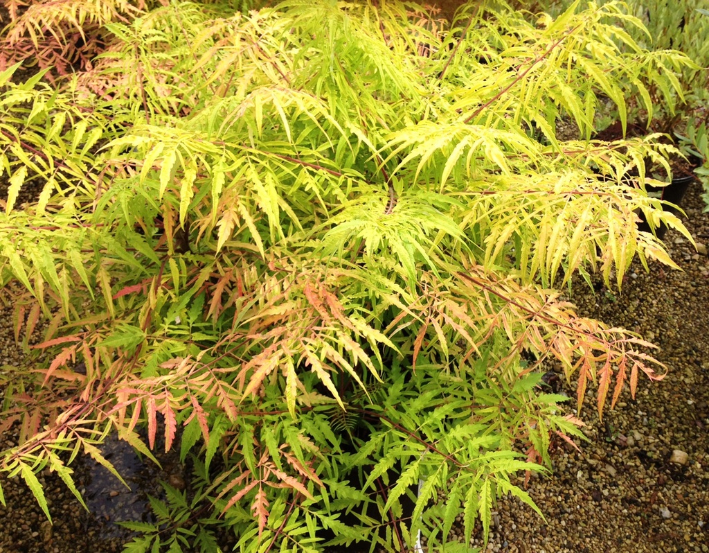 Tiger Eyes Staghorn Sumac ® : 25 Gallon