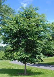 Triumph Elm ™ : 4 Inch