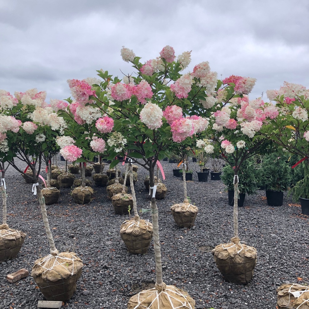 Vanilla Strawberry Hydrangea on STD ® : 15 Gallon