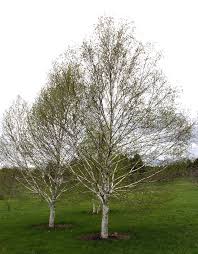 White Satin Birch : 2.5 Inch