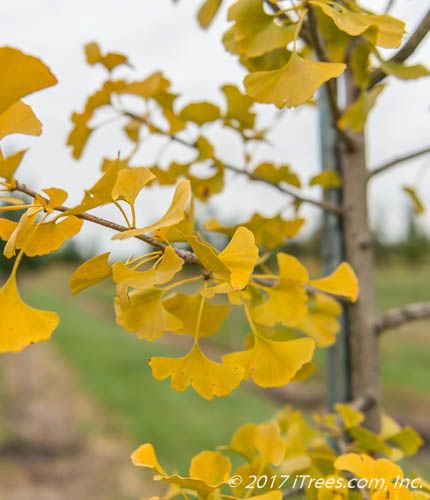 Windover Gold Ginkgo : 25 Gallon