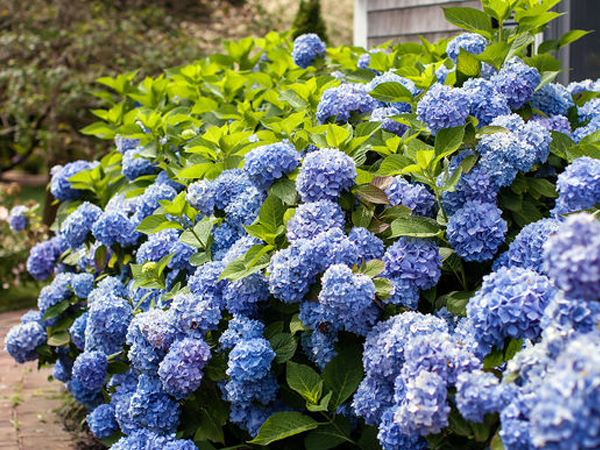 Endless Summer The Original Hydrangea ® : 3 Gallon