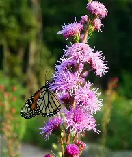 Rough Blazing Star Liatris : 1 Gallon
