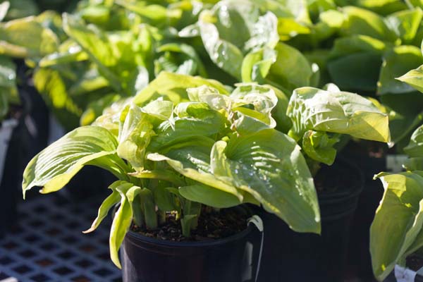 Guacamole Hosta : 3 Gallon