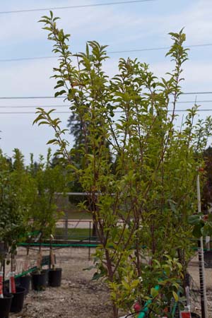 Plum Santa Rosa S-Dwf : 5 Gallon