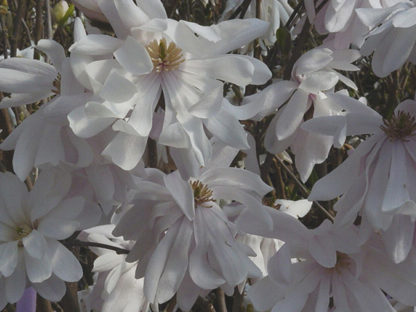 Royal Star Magnolia MS : 15 Gallon