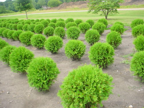 Woodward Globe Arborvitae : 24 Inch