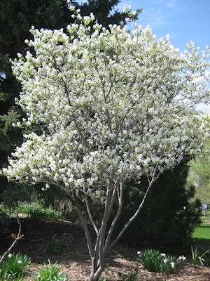 Coles Select Serviceberry MS : 9 Foot