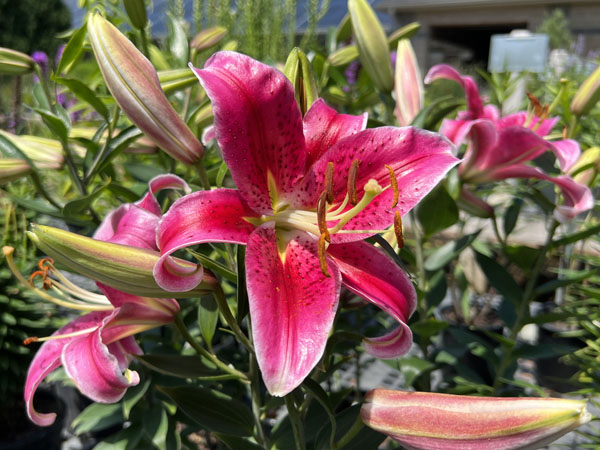 Stargazer Oriental Lily : 1 Gallon