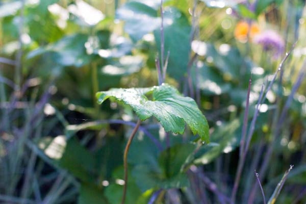Anemone 'Honorine Jobert' : 1 Gallon