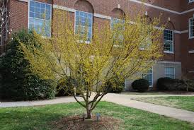 Golden Glory Dogwood MS : 5 Foot