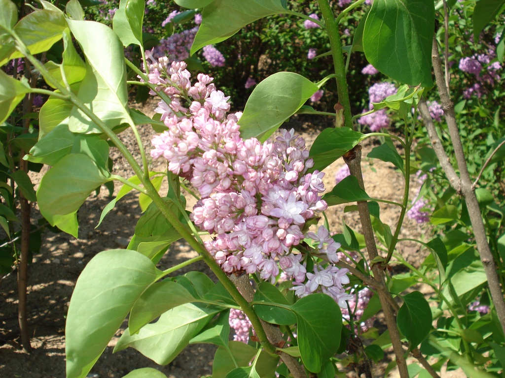 Sensation Lilac : 5 Foot