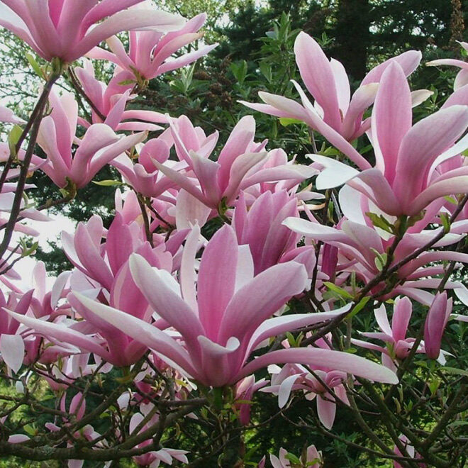 Betty Magnolia : 7 Foot