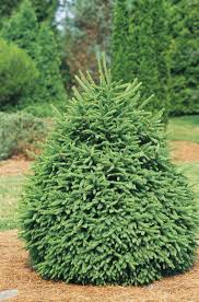 Clanbrassil Spruce : 4 Foot