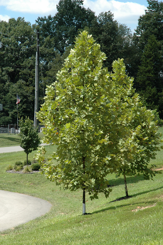 Exclamation London Planetree : 1.5 Inch