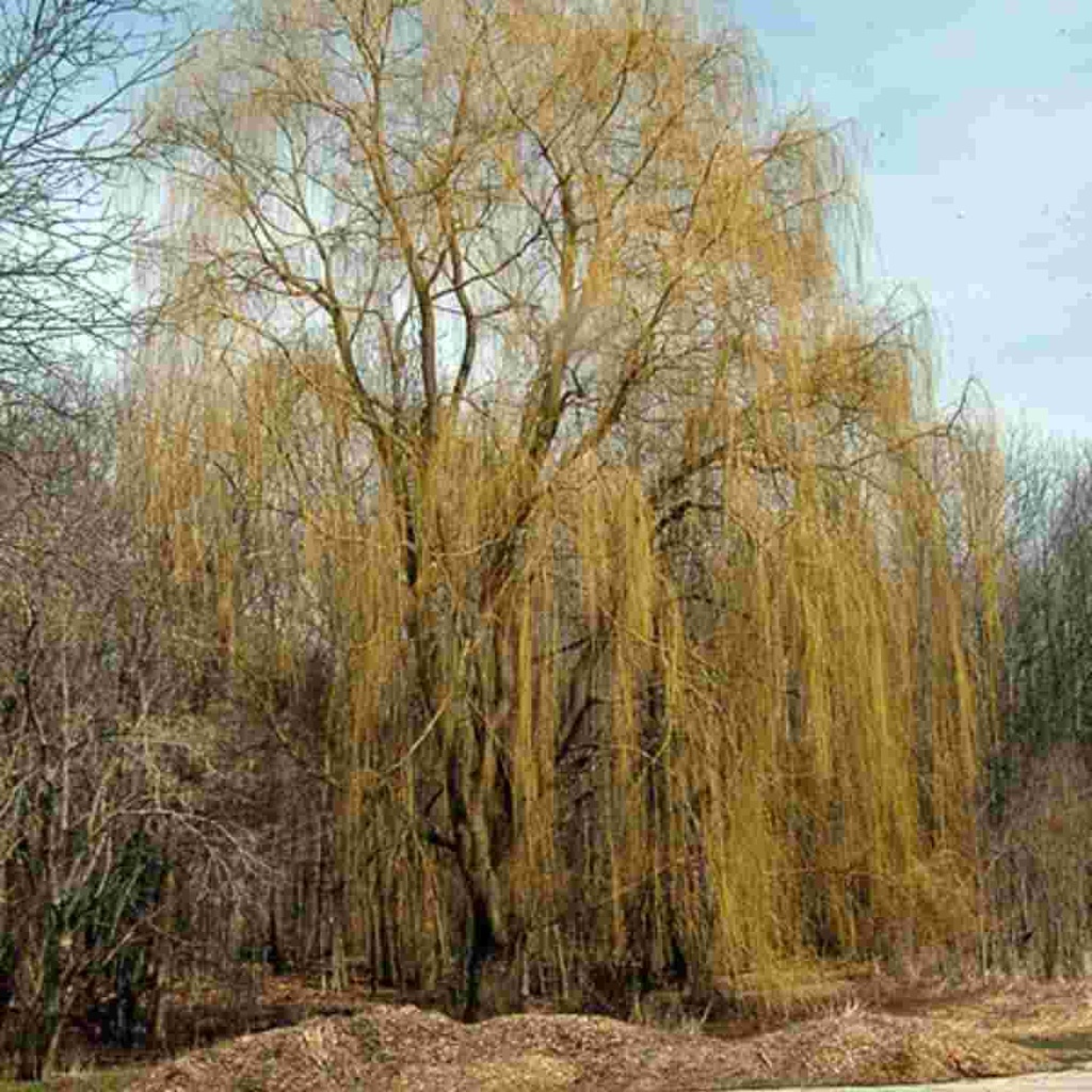 Niobe Weeping Willow : 5 Inch