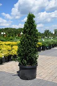 Degroots Emerald Spire Arborvitae : 6 Foot