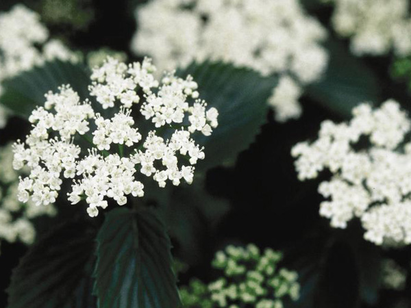 Chicago Lustre ® Viburnum : 3 Foot