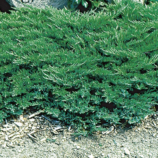 Broadmoor Juniper : 5 Gallon