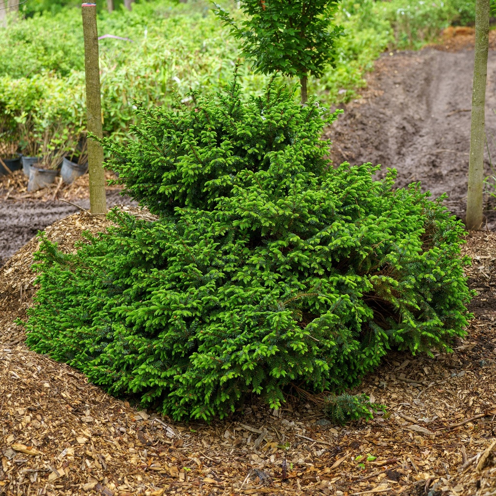 Dwarf Serbian Spruce - Spreading : 30 Inch