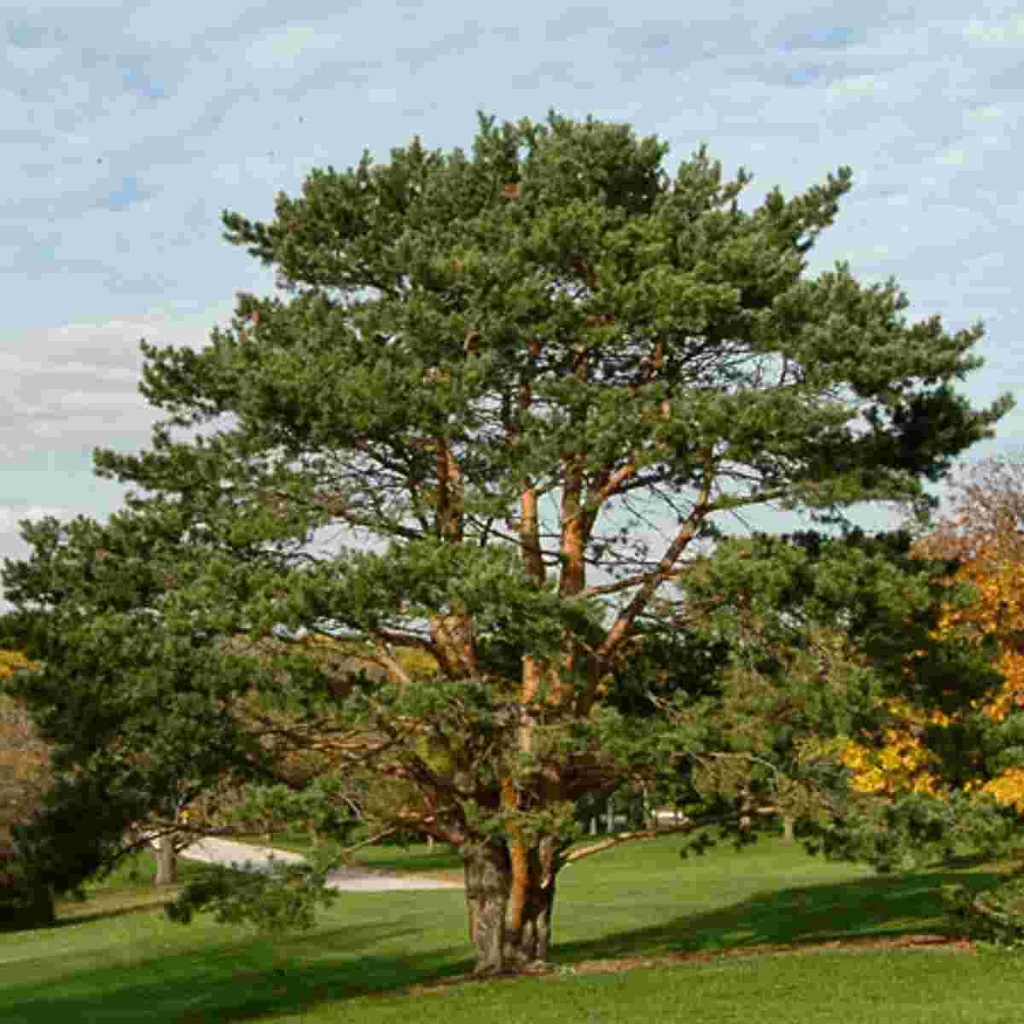 Scotch Pine : 4 Foot
